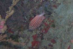 Sargocentron diadema