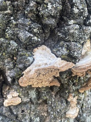 Fungi