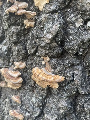 Fungi