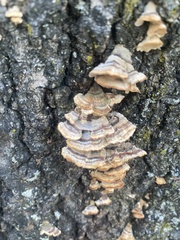 Fungi
