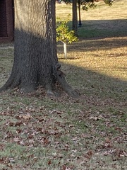 Sciurus carolinensis
