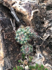 Mammillaria gilensis