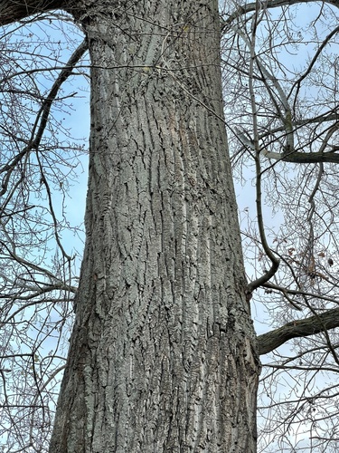 Hybrid Black-poplar