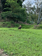 Caracara plancus