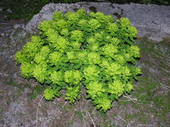 Euphorbia insularis