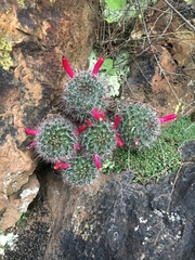 Mammillaria gilensis