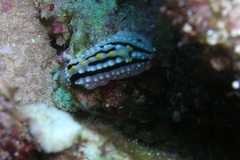 Phyllidia alyta