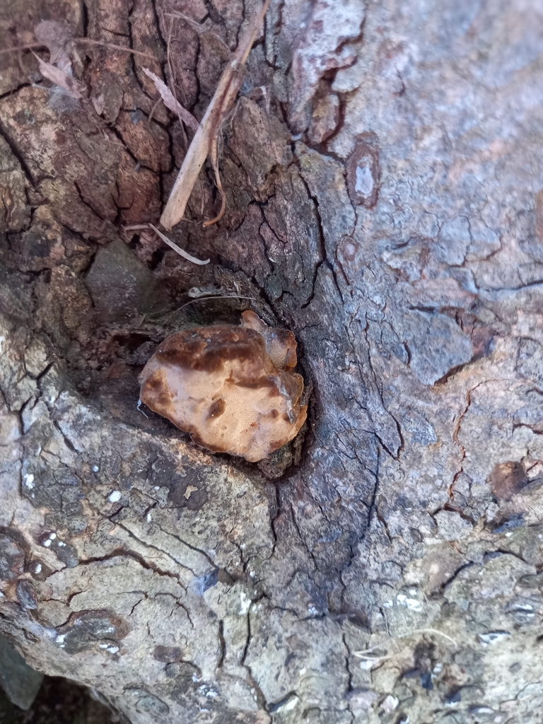 Phylloporia boldo · November 2021 · photo: © soldemarmaulina (iNaturalist, cc-by)