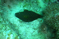 Canthigaster janthinoptera