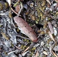 Leptocroca asphaltis