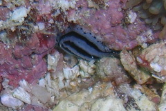Phyllidiopsis xishaensis