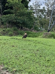Caracara plancus