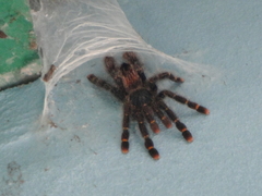 Avicularia rufa