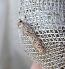 Leptocroca asphaltis