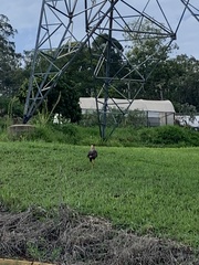 Caracara plancus