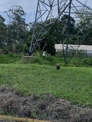 Caracara plancus