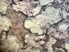 Lepraria normandinoides