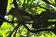 Vireo latimeri