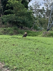 Caracara plancus