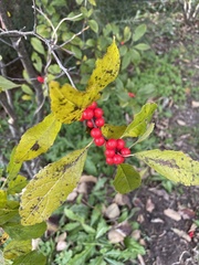 Ilex verticillata
