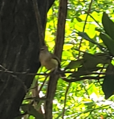 Vireo latimeri