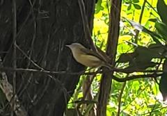 Vireo latimeri