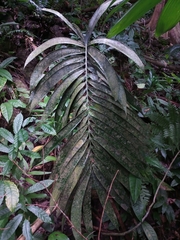Zamia lacandona