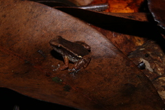 Anomaloglossus stepheni