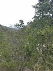 Lyonothamnus floribundus floribundus