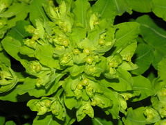 Euphorbia insularis