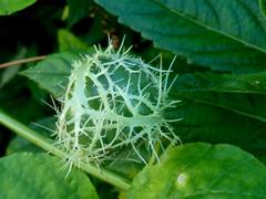 Passiflora ciliata image