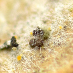 Phyllactinia alnicola