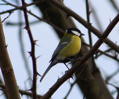 Parus major