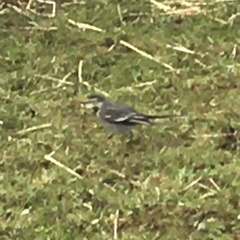Motacilla alba