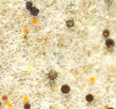 Phyllactinia alnicola