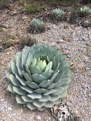 Agave parryi truncata