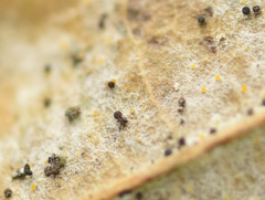 Phyllactinia alnicola