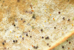 Phyllactinia alnicola