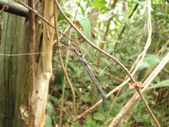 Pseudophasma andreaszomproi