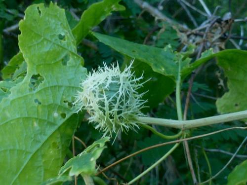 Passiflora ciliata image