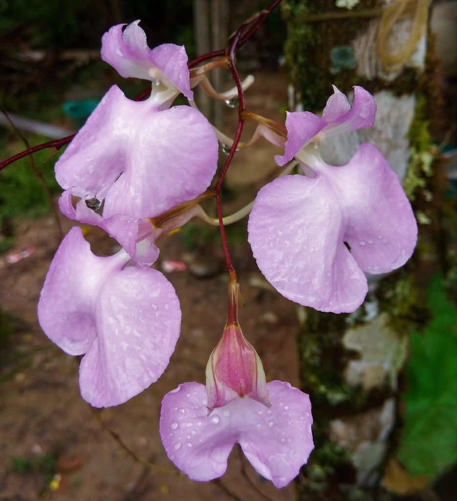 Comparettia splendens