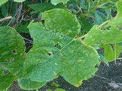 Passiflora ciliata image