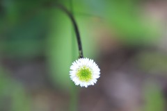 Lagenophora platysperma