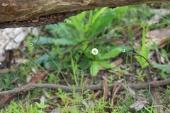 Lagenophora platysperma