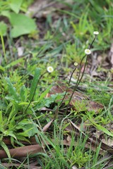 Lagenophora platysperma