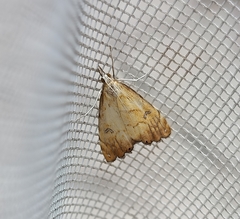 Glaucocharis metallifera