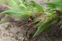 Nanophyes