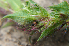 Nanophyes