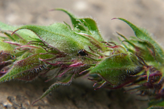 Nanophyes