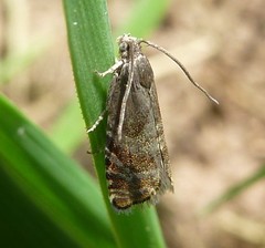 Cydia strobilella